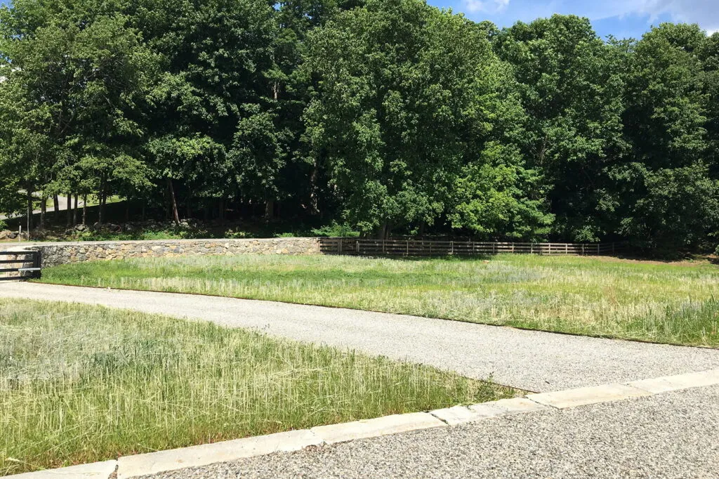 Photo of a meadow in its first year after seeding that has been seeded on both sides of a driveway. It has recently been mowed. There are many brown clippings left behind from mowing. It is very short and green.