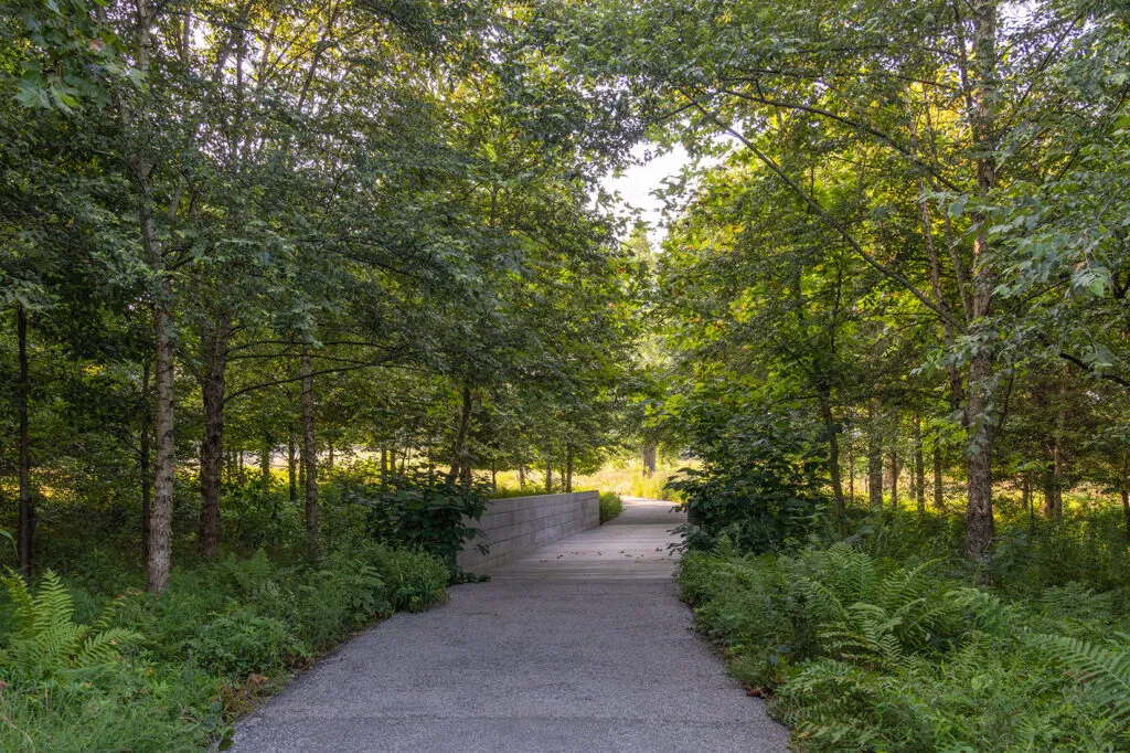 A paved path going through a wooded area. There are also ferns growing on the ground