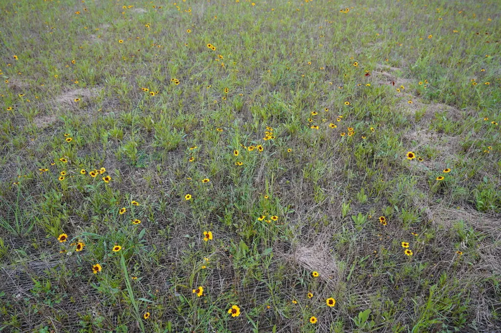 A new meadow of Tickseed (Coreopsis tinctoria). It is sprouting through jute which was used to help with seeding.