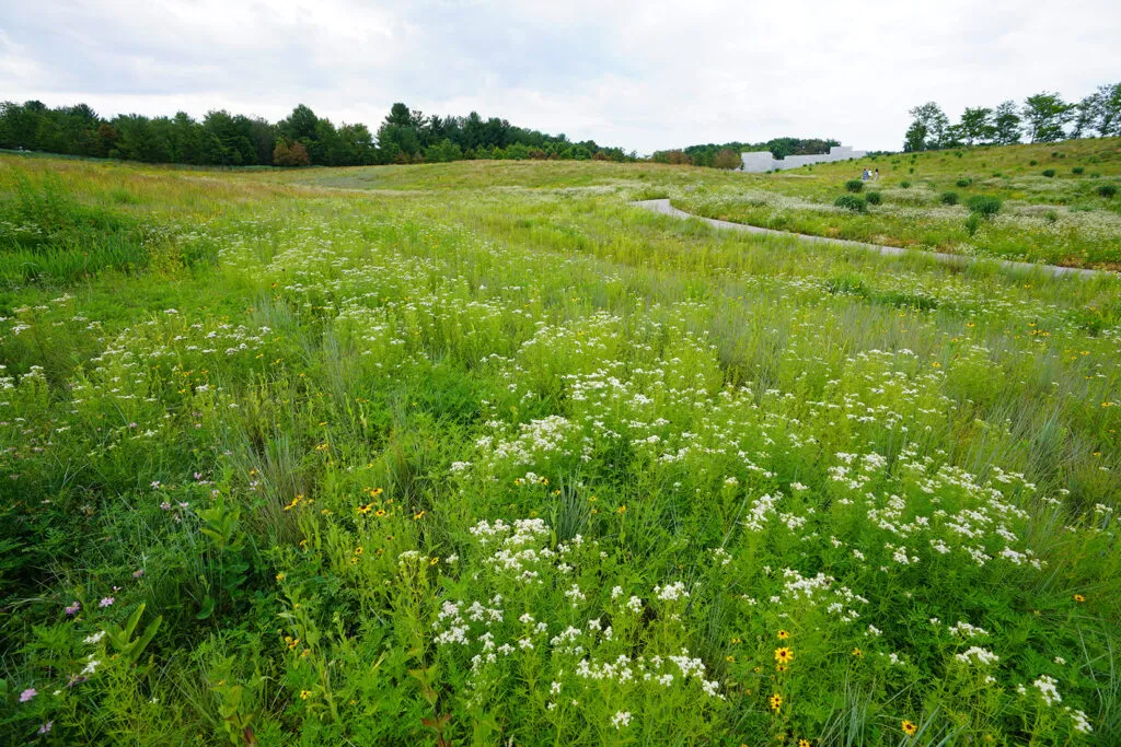 A large meadow of Narrowleaf mint (Pycnanthemum tenuifolium) and Black Eyed Susan (Rudbeckia). The Glenstone Museum is in the distance.