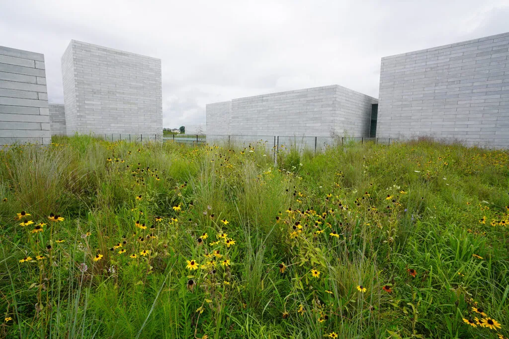 A meadow of grasses and Black Eyed Susan (Rudbeckia hirta) in front of the Glenstone Museum