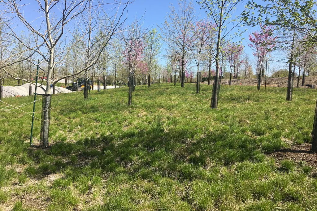 Many newly-planted trees growing in a grassy area